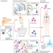 ► terminal de validation permettant de gérer la validation des résultats, leur impression et leur partage en pdf dans la clinique. Zhem Zaklady Hematologie Pdf Free Download