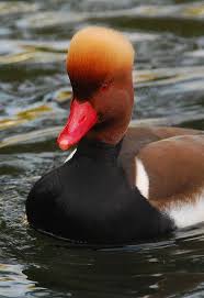 Black And White Bird With Orange Beak Uk Red Crested Pochard S Europe C Asia Winters In India Africa Their Status In The Uk Is Uncertain Due To Deliberate Rel Birds Aquatic Birds Beautiful Birds