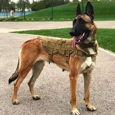 Malines çoban köpeği olarak da bilinir. Belcika Kurdu Malinois Photos Facebook