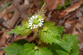 Image result for Setaria petiolata