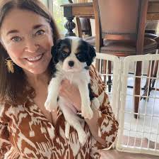 Cavalier king puppies are cute companions