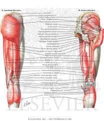 Covering upper limb, lower limb, head, back, and abdominal muscles through a series of muscular system quizzes. Muscles Of Back Of Hip And Thigh Muscles Of Hip And Thigh Posterior Views
