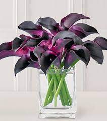 Check spelling or type a new query. Mike Mead Hot Chocolate Mini Calla Lilies Purple Calla Lilies Calla Lily Flowers Bouquet