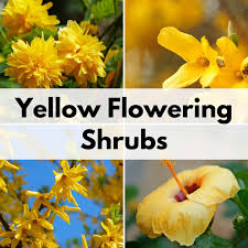 Maybe you would like to learn more about one of these? 11 Stunning Yellow Flowering Bushes Shrubs Low Maintenance Beautiful Together Time Family