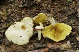 Image result for Monotes africanus