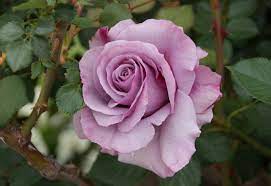 March Roses Rose Hybrid Tea Roses Lilac Roses