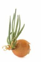 Limit my search to r/onions. Can You Plant Onions That Have Sprouted 4 Steps To Take Greenupside