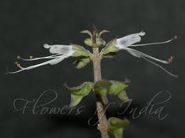 Image result for Ocimum filamentosum