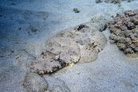 Image result for Octolepis decalepis