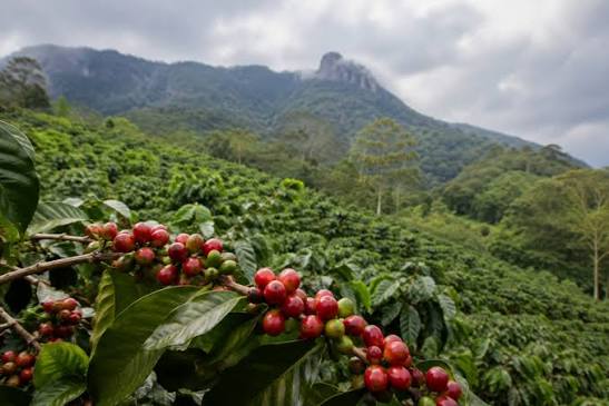 ☕ Un café qui a le goût de son terroir. 🇨🇲 Pour accompagner notre Méga  AfroBrunch, nous aurons le plaisir de vous faire découvrir le café  Chimkoff, cultivé au cœur des monts
