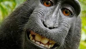 এই বাঁদরের সেলফি নিয়ে দুনিয়া জুড়ে হইচই, ছবির কপিরাইট কার? শুরু বিতর্ক |  দুনিয়া News in Bengali