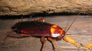 Associated with foodborne illnesses, they have baits work well for cockroach control and there are a number of products from which to choose, including communicating the value of food safety for your company from farm to fork is important because. German Cockroaches Pest Control Sydney Facts