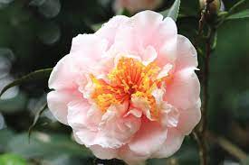 Camellia Flower Meaning Flower Meaning