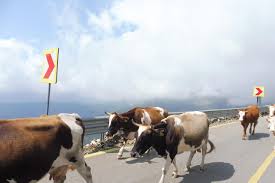 Die panoramastraße transalpina ist auch als straße des königs bekannt und wurde im 20. Transalpina