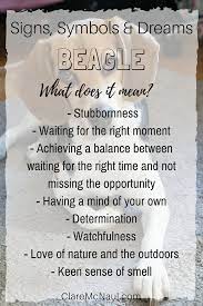 One Of My Favorite Dog Breeds But Oh So Stubborn Has Beagle Come Into Your Life Dreams Or Psychic Dream Interpretation Symbols Dream Meanings Dream Symbols