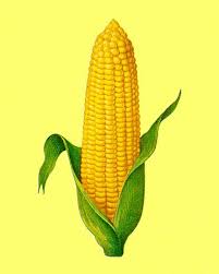 Corn Vector Art Illustration Poster Size Prints Poster Prints Corn Drawing