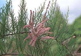Image result for Tamarix usneoides