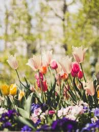 Von Lustig Bis Poetisch Die Schonsten Blumen Spruche Westwing
