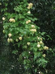 Image result for Cardiospermum grandiflorum