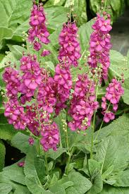 Contrary to popular belief, a perennial isn't the name of a flower, but rather a term used to describe a broad range of flowers and plants that live for more than two years, while. Verbascum Royalty Terra Nova Nurseries Inc