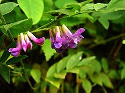 Image result for Vicia