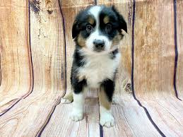 Maybe you would like to learn more about one of these? Miniature Australian Shepherd Dog Male Black Tri 2686697 Petland Chillicothe