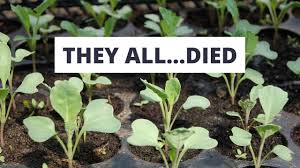 This method is not preferred. 4 Reasons All My Seedlings Died Youtube