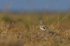 List Birds That Start With B Greater Hoopoe Lark Alaemon Alaudipes Banni Grassland Gujarat India 2048x1365 Oc Animals Nature In 2020 Bird Photography Wildlife Photography Animals Images