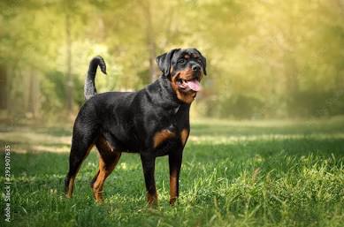 O Rottweiler combina porte atlético com uma expressão inteligente e focada., gerada com IA