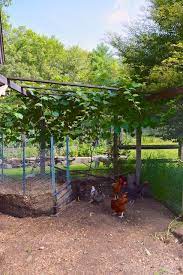 In the early spring of 2013 i planted grapes. Grapes For Chickens Hencam Chickens Backyard Chickens Backyard Chicken Coops