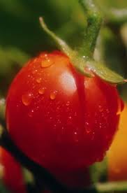 Sprays give better coverage and stay on the plants longer than dust. Information On Putting Sulfur On Tomato Plants