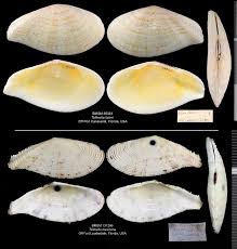 Image result for Diclis tenella