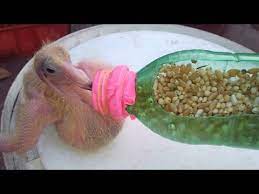 How To Hand Feed A Baby Pigeon 2 Youtube Baby Pigeon Pigeon Baby Feeding