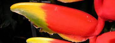Heliconia Species Crab Claws False Bird Of Paradise Hanging Claw Heliconia Rostrata