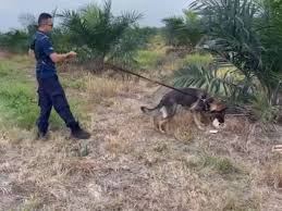 1 antara puncanya ialah racun rumpai dapat mengawal rumpai dengan lebih baik, murah dan menjimatkan masa. Pekerja Ladang Jumpa Tengkorak Ketika Meracun Rumput Suara Perak