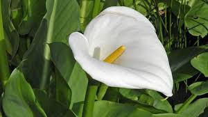 Image result for Zantedeschia aethiopica