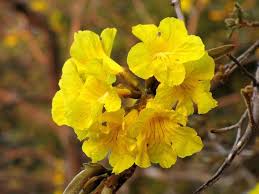 Image result for Handroanthus chrysotrichus