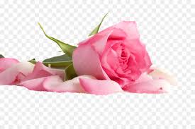 Maybe you would like to learn more about one of these? Pink Flowers Background Png Download 1024 681 Free Transparent Pink Png Download Cleanpng Kisspng