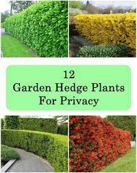 So to make it easier for you, we have put together a list for some of the best hedges for privacy that will help make your home peaceful and quiet. 12 Garden Hedge Plants For Privacy Matchness Com Garden Hedges Privacy Plants Privacy Landscaping