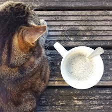 Cafe Chat A Peine Partie Et Mon Lumo Me Manque Deja Je Ne Vais Pas Le Voir Avant De Longues Semaines Et Je Pense Deja A Nos Retrouvailles A Animals Instagram