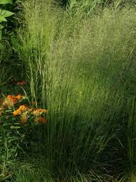 Details 'bronzeschleier' is a compact evergreen grass with narrow, stiff, dark green leaves and lax, arching panicles of light bronze spikelets in summer. Deschampsia Cespitosa Bronzeschleier Ruwe Smele De Tuinen Van Appeltern