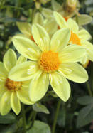 Our services include custom dress designs and. Dahlias For Hot Nights