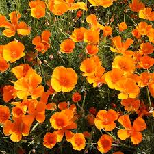 Maybe you would like to learn more about one of these? Californian Poppy Eschscholzia Californica De Bolster Organic Seeds