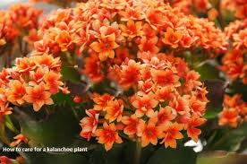 It is normal for the flowers to emerge in profusion and then die off; How To Care For A Kalanchoe Plant Best Care Tips The Health Fact