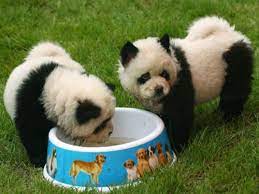 Check spelling or type a new query. 10 Dogs That Look Like Pandas Panda Dog Panda Puppy Chow Chow Puppy