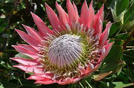 Uitenhage Flowering Bushes Protea Plant Plants