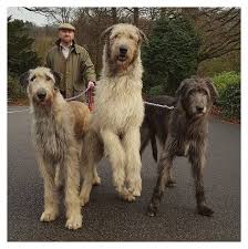 Passive receiver is legal for use by anyone requiring no warrants. Pin By Carma Helton On Hunds Und Katers In 2021 Wolfhound Puppies Irish Wolfhound Dogs Irish Wolfhound Puppies