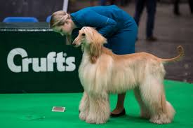 This breed is known as a strong, herding dog, with a shaggy coat. 18 Long Haired Dogs Afghan Hound Bearded Collie And More