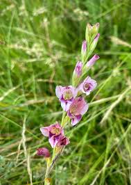Image result for Gladiolus crassifolius