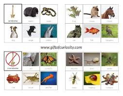 Vertebrates Vs Invertebrates Picture Sorting Cards Montessori Printables Sorting Cards Vertebrates And Invertebrates Vertebrates